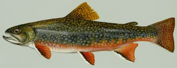 Brook Trout illustration