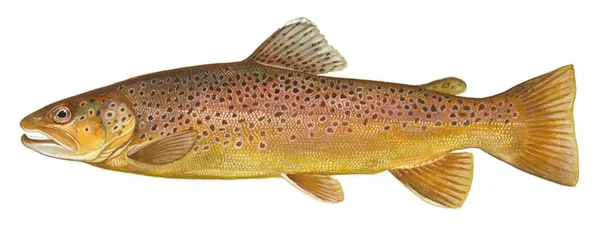Brown Trout illustration