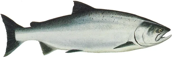 Chinook Salmon
