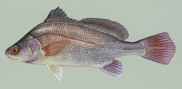 Freshwater Drum