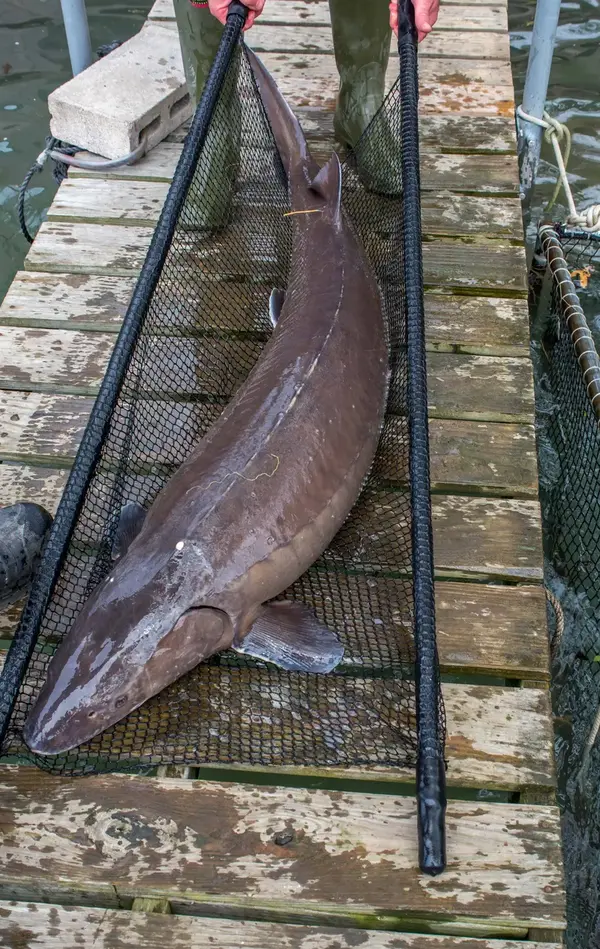 Lake Sturgeon