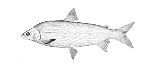 Lake Whitefish illustration