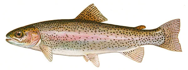 Rainbow Trout illustration
