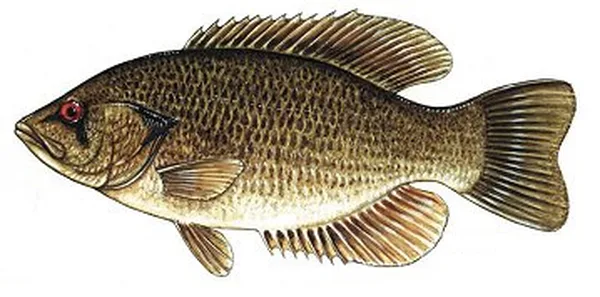 Rock Bass
