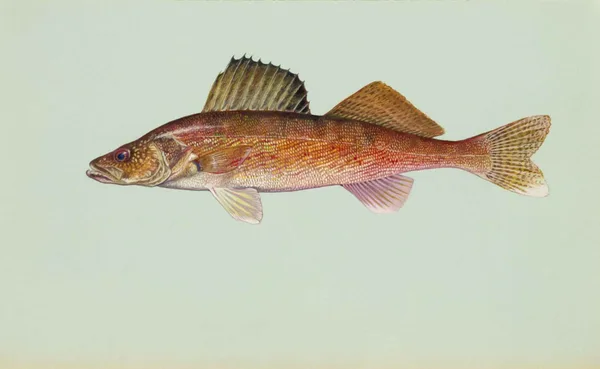 Walleye illustration
