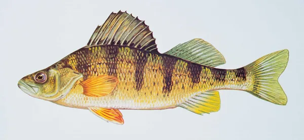 Yellow Perch illustration